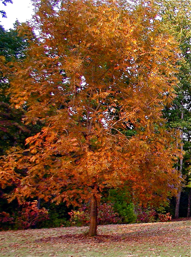 & collins ave (a1a) miami beach, florida 33154 featuring swimming pool. Chinese Pistache: A Gawky Adolescent Grows Up - Deb's